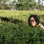 Jenny Tse Tea Field