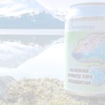 A can of Sipping Streams Tea Company's Alaskan Spruce Tips Kombucha sits on a moss-covered rock with a serene, snow-capped mountain and lake landscape in the background. The can features a colorful illustration of a bear, reflecting the wild, natural essence of Alaska.